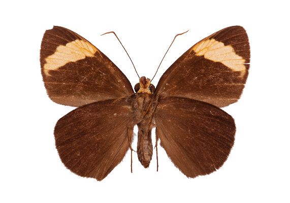 Katreus johnstoni female UNS